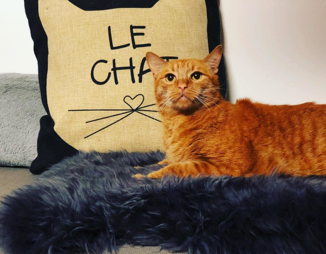 Le Chat Toss Cat Pillow Cover