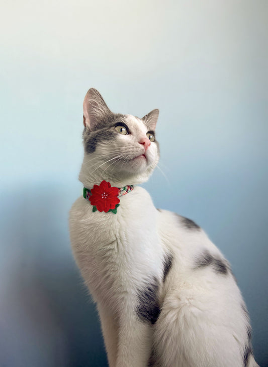 Poinsettia Wool Cat Collar Accessory