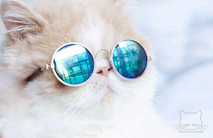 Kitty Hippie Sunglasses